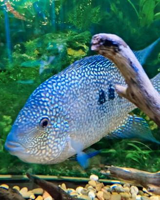 Ciclide Herichthys carpintis