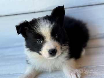 Border collie