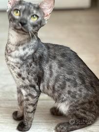 Ultimi cuccioli pura razza bengala