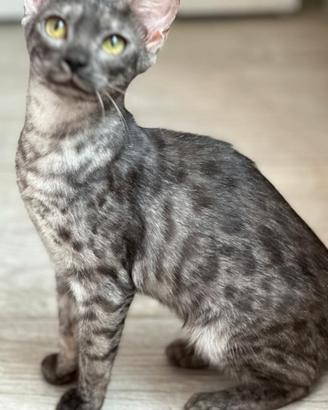 Ultimi cuccioli pura razza bengala