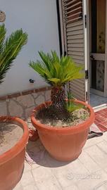 cycas