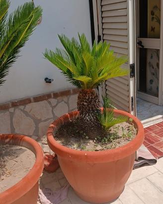 cycas