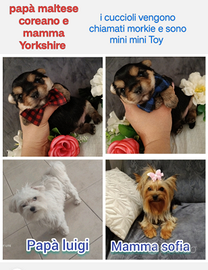 Cuccioli di Yorkshire