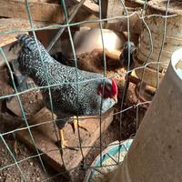 Gallo