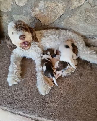 Cuccioli tartufo Lagotto/Springer