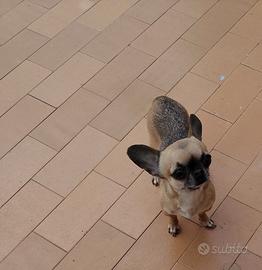 Fed chihuahua mini Toy