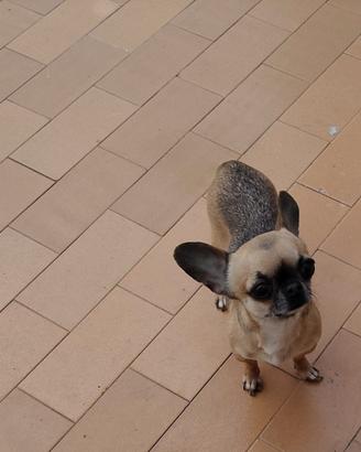 Fed chihuahua mini Toy