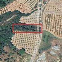 Uliveto mq2192 località "Cornacchia"