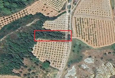 Uliveto mq2192 località "Cornacchia"