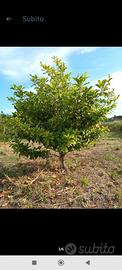 Magnolia adulta