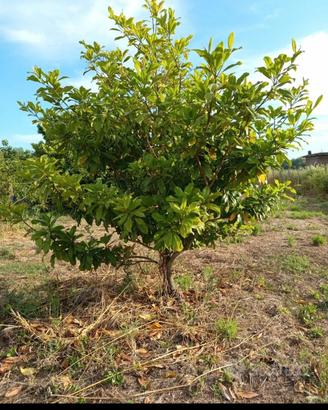 Magnolia adulta