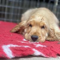 Cuccioli cocker spaniel inglesi alta genealogia