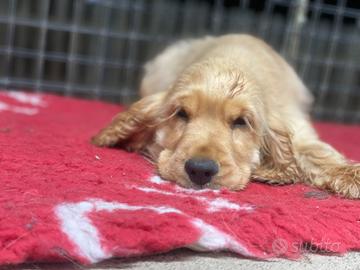 Cuccioli cocker spaniel inglesi alta genealogia