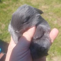 Coniglietti nani Ariete blu di Vienna