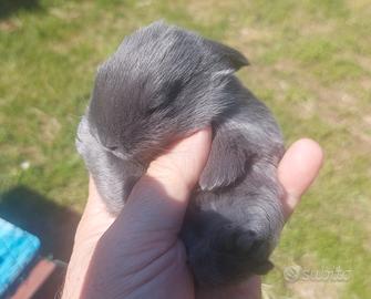 Coniglietti nani Ariete blu di Vienna