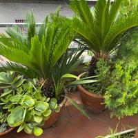 Cycas in vasi cotto grandi altezza 1 metro