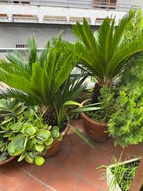 Cycas in vasi cotto grandi altezza 1 metro