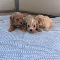 Maltipoo mini toy