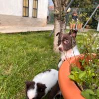 Cucciolo pincher chiuhuaha con volpino