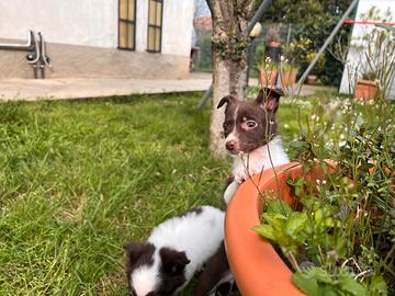 Cucciolo pincher chiuhuaha con volpino