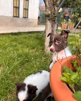 Cucciolo pincher chiuhuaha con volpino