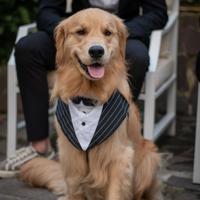 Golden retriever anglo americano