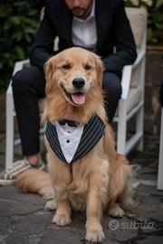 Golden retriever anglo americano