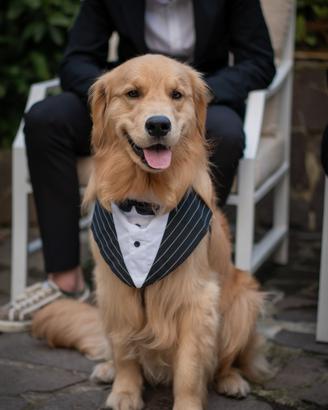 Golden retriever anglo americano