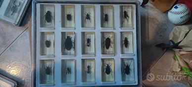 Collezione insetti 2015