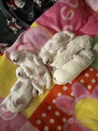 Cuccioli di maltese coreano