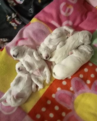 Cuccioli di maltese coreano