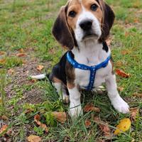 Beagle cucciolo