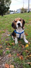 Beagle cucciolo