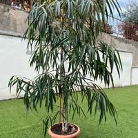 Pianta Ficus maclellandii