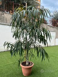 Pianta Ficus maclellandii