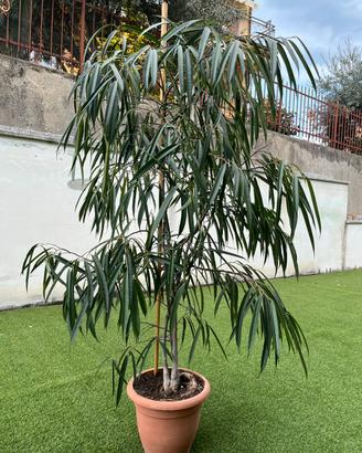 Pianta Ficus maclellandii