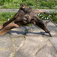 Legno decorativo acquario