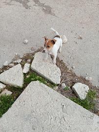 Cucciolo di jack Russell