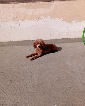 Mini toy