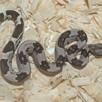 Serpenti Boa