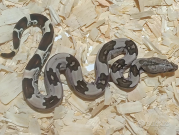 Serpenti Boa