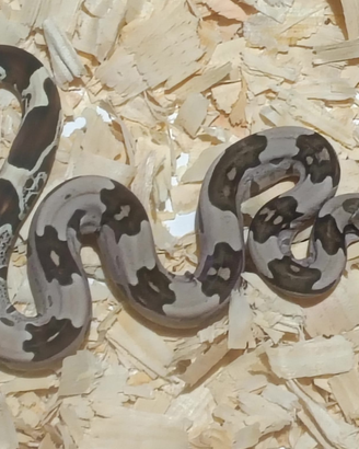 Serpenti Boa