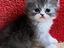Immagine 5