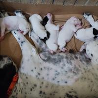 Cuccioli di pointer inglese con pedigree