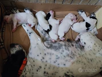 Cuccioli di pointer inglese con pedigree