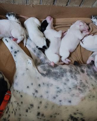 Cuccioli di pointer inglese con pedigree