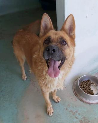 Pastore tedesco mix in adozione