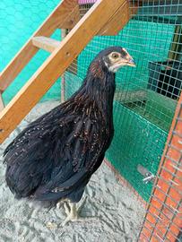 Galletti Araucana tedesca selvatico melanizzato
