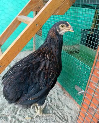Galletti Araucana tedesca selvatico melanizzato