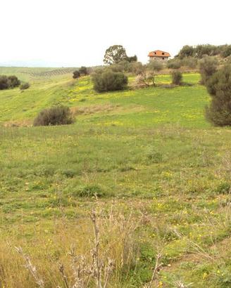 terreno agricolo